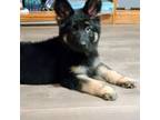 German Shepherd Dog Puppy for sale in Youngsville, LA, USA