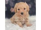 Bichon Frise Puppy for sale in Boyden, IA, USA