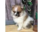 Pomeranian Puppy for sale in Harrogate, TN, USA