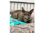 Adopt Mille-Feuille a Domestic Short Hair
