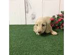 Dachshund Puppy for sale in Shipshewana, IN, USA