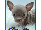 Chihuahua Puppy for sale in Beaumont, TX, USA