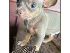 Chihuahua Puppy for sale in Beaumont, TX, USA