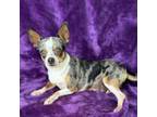 Chihuahua Puppy for sale in Beaumont, TX, USA