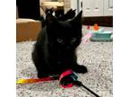 Adopt Hami a Domestic Short Hair