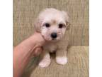 Mutt Puppy for sale in Montebello, CA, USA