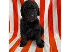 Labradoodle Puppy for sale in Dunn, NC, USA