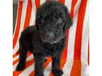 Labradoodle Puppy for sale in Dunn, NC, USA