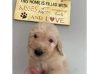 Labradoodle Puppy for sale in Dunn, NC, USA