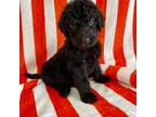 Labradoodle Puppy for sale in Dunn, NC, USA