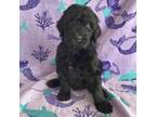 Labradoodle Puppy for sale in Dunn, NC, USA