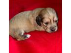 AKC Mini Longhair dachshund