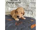 Mutt Puppy for sale in Boise, ID, USA