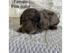 Mutt Puppy for sale in Boise, ID, USA