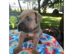 Cane Corso Puppy for sale in Saint Cloud, FL, USA