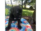 Cane Corso Puppy for sale in Saint Cloud, FL, USA