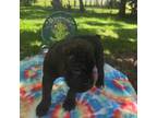 Cane Corso Puppy for sale in Saint Cloud, FL, USA