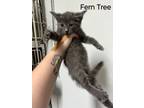 Adopt Fern Tree a Domestic Short Hair