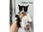 Adopt Willow Tree a Domestic Medium Hair