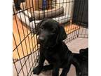 Labrador Retriever Puppy for sale in Santa Cruz, CA, USA