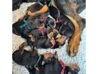 Beauceron Puppy for sale in Los Angeles, CA, USA