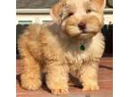 Schnauzer (Miniature) Puppy for sale in Austin, TX, USA