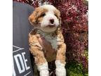 Mutt Puppy for sale in Alpine, UT, USA