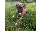 Boxer Puppy for sale in Chaplin, CT, USA