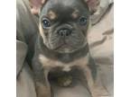 French Bulldog Puppy for sale in Marion, IL, USA