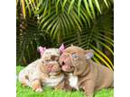 French Bulldog Puppy for sale in North Bay Village, FL, USA