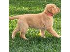 Golden Retriever Puppy for sale in Riverside, CA, USA