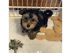 Mutt Puppy for sale in Brooklyn, NY, USA