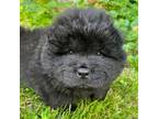 Chow Chow Puppy for sale in Mchenry, IL, USA