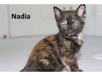Adopt Nadia a American Shorthair