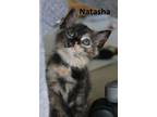 Adopt Natasha a American Shorthair
