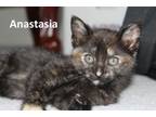 Adopt Anastasia a American Shorthair