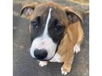 Adopt Cookie (COH-A-8816) a Bull Terrier, Pit Bull Terrier