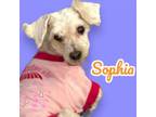 Adopt Sophia - Medical Hold a Poodle