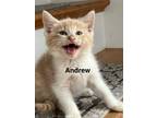 Adopt Andrew a Domestic Short Hair, Tabby