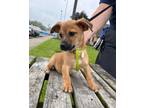 Adopt Butterscotch a Terrier