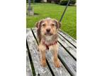 Adopt Chocolate Covered Banana a Terrier