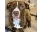 Adopt Snoopy a Pit Bull Terrier