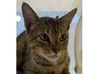 Adopt Tom Tom a Manx