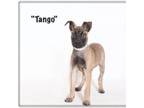 Adopt Tango a Shepherd