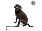 Adopt MISTER a Labrador Retriever