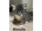Adopt Biscuits a Domestic Long Hair, Tabby