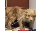 Adopt (Hold) West Memphis 12 a Terrier
