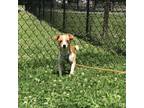 Adopt West Memphis 13 a Terrier