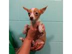 Adopt (Hold) West Memphis 16 a Terrier