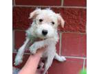 Adopt Triumph (WM 24) a Terrier